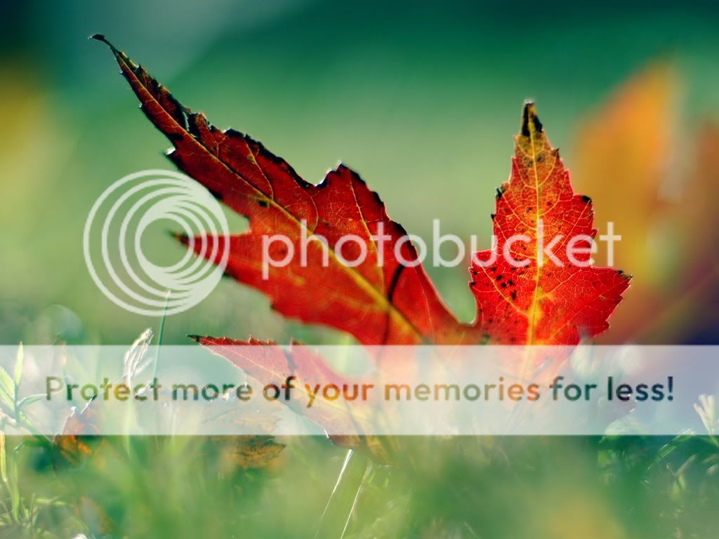 WallpapersMania_vol30-026.jpg