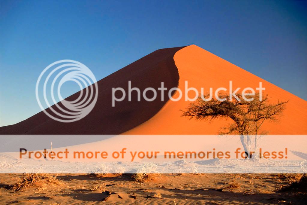 SandDunesandAcaciaTreeNamibDesertNa.jpg