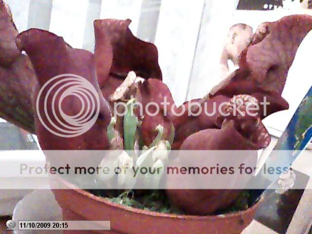 Picture28.jpg