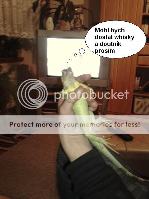 Obrázek