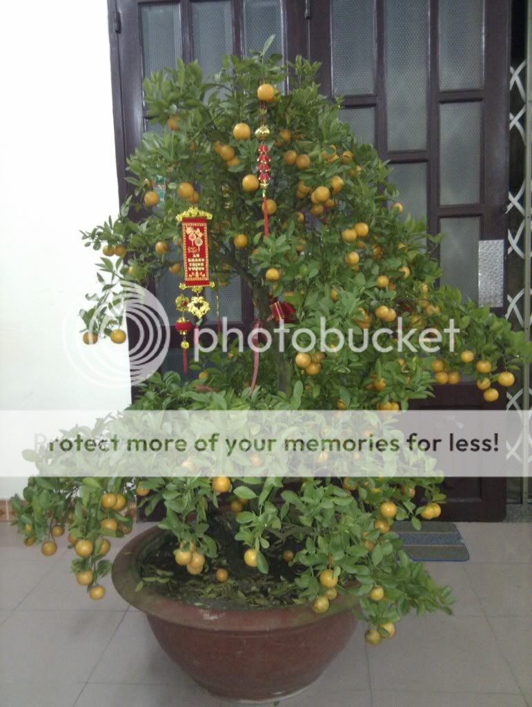 Nơi show hình mai vàng or đào Tết Tân Mão nhé a e. - 4