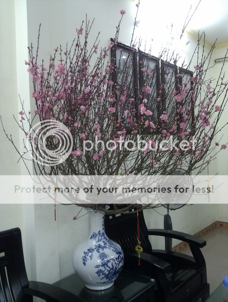 Nơi show hình mai vàng or đào Tết Tân Mão nhé a e. - 3