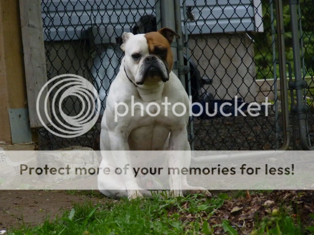 Anjing Power Rangers Carigold Online Biz Hotspots